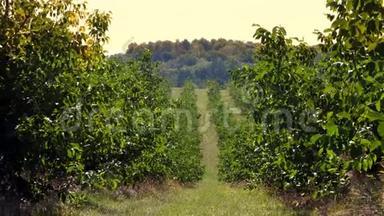 农场，核桃种植地.. 农村种植园里一排排健康的核桃树，树上的核桃成熟了